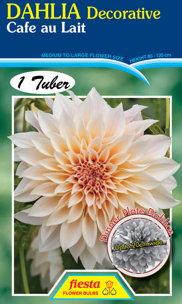 DAHLIA 'Cafe Au Lait'