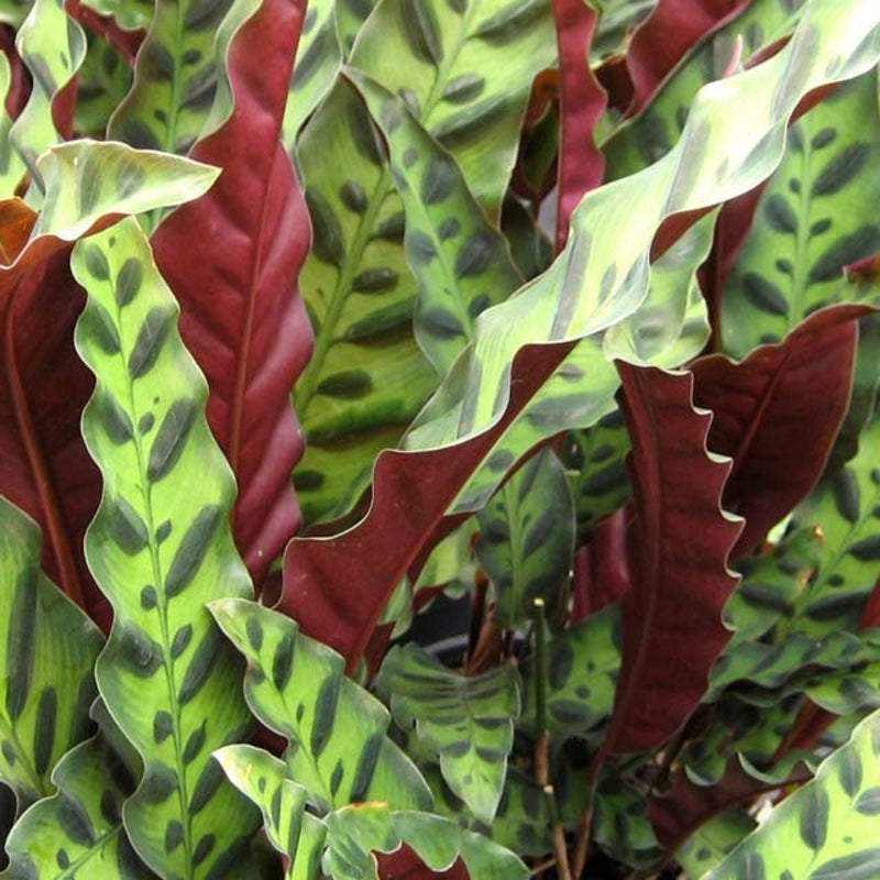 Calathea Insignis Rattlesnake