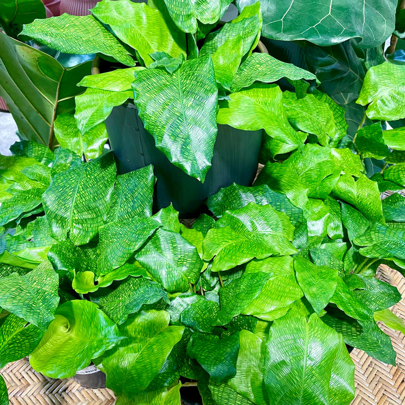 Calathea Musaica Network