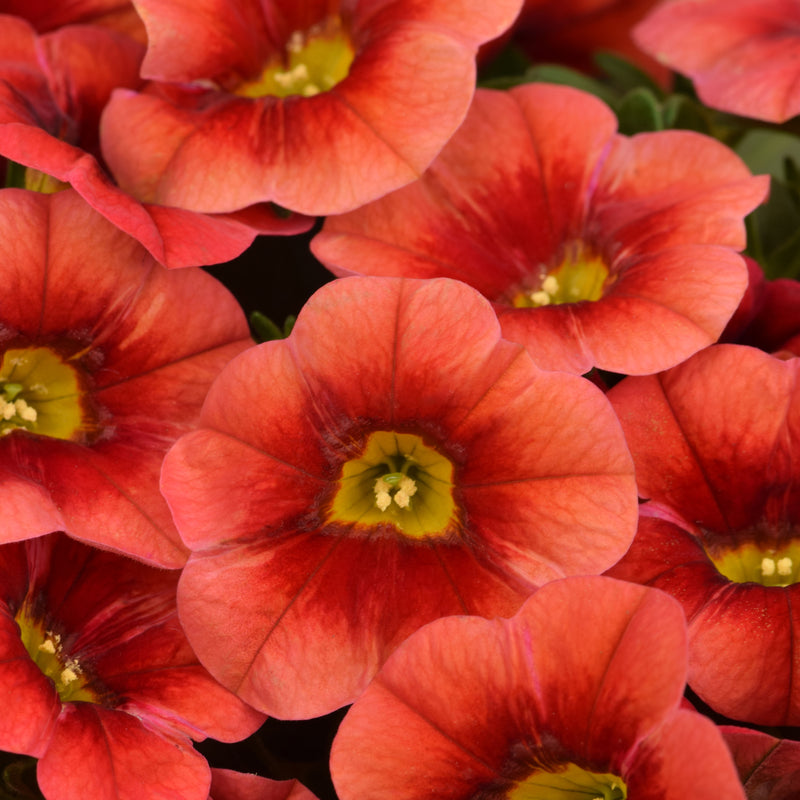 Calitastic  | Calibrachoa | Papaya