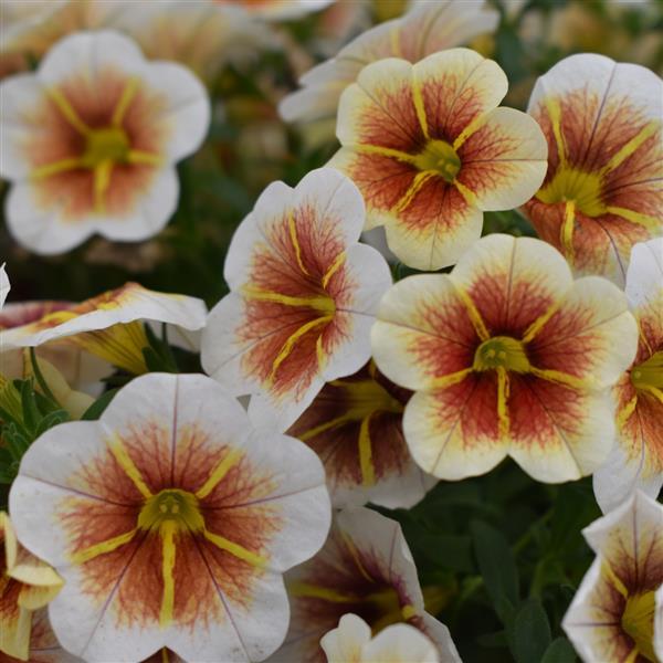 Calitastic  | Calibrachoa | Cappuccino