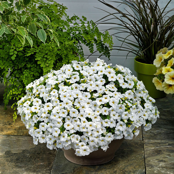 Calipetite White