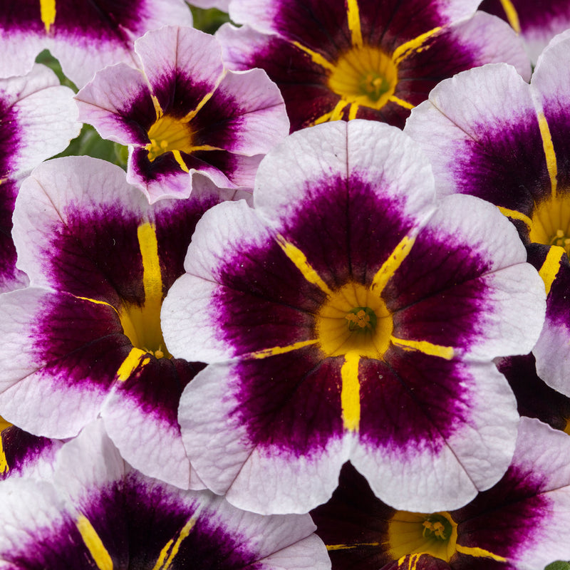 Calitastic  | Calibrachoa | Bordeaux Star