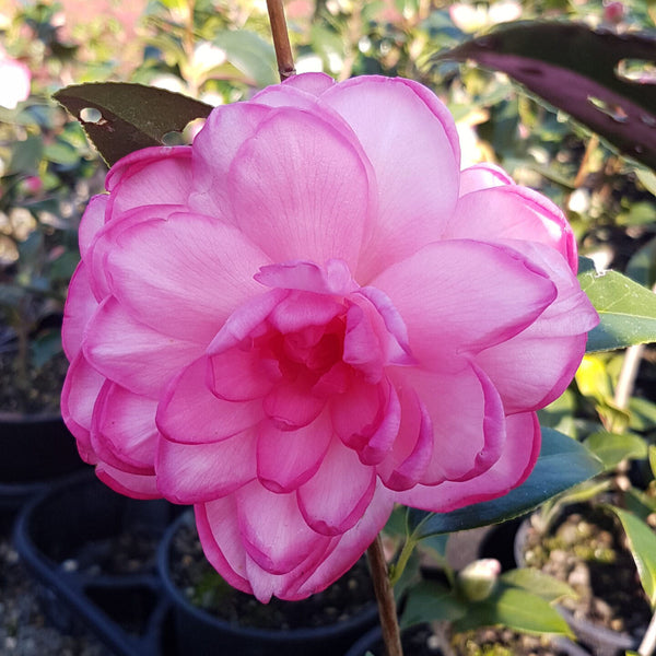 Camellia Waterlily