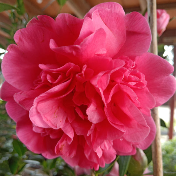 Camellia Anticipation