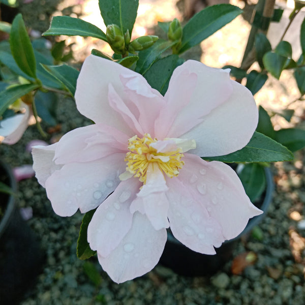 Camellia Cotton Candy
