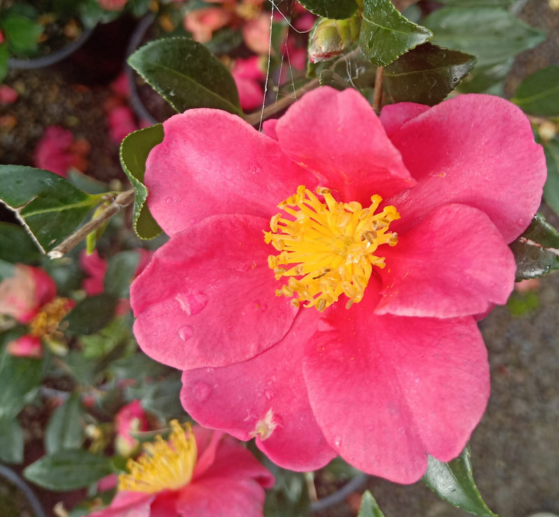 Camellia Crimson King