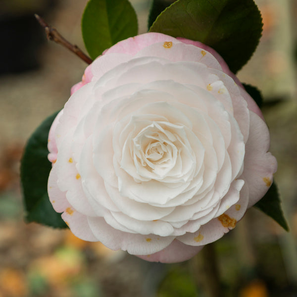 Camellia Desire