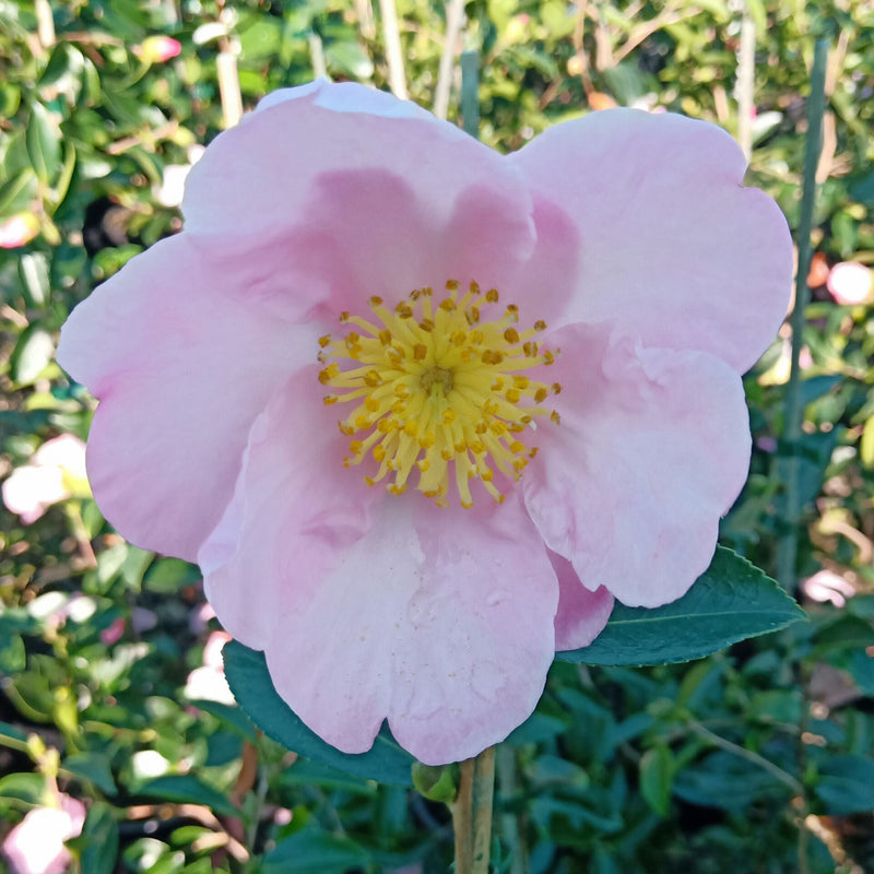 Camellia Plantation Pink