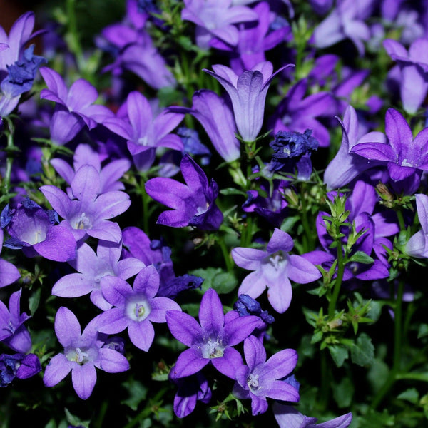 Campanula Mrs Resholdts