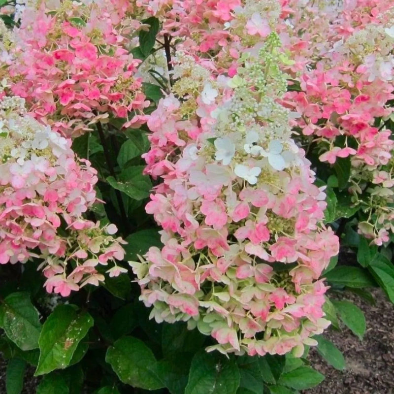 Hydrangea Candlelight