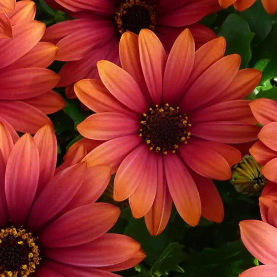 Cape Daisy 'Fire Burst'