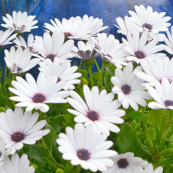 Cape Daisy | Sideshow White