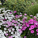 Cape Daisy | Sideshow White