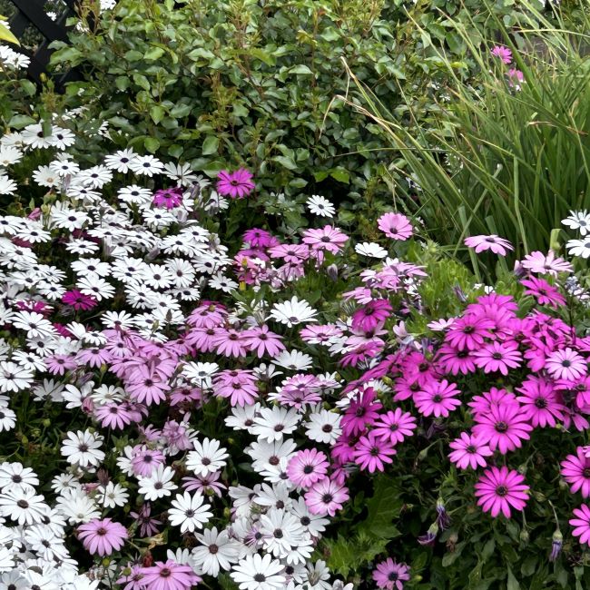 Cape Daisy | Sideshow White