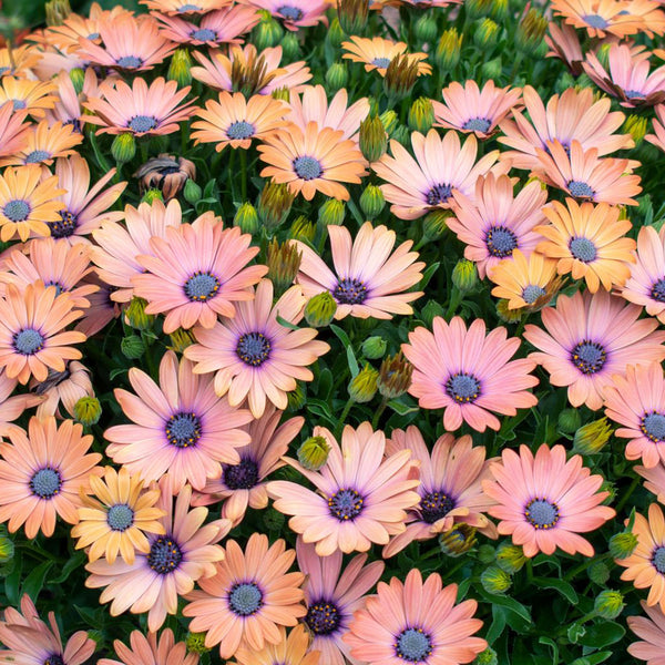 Cape Daisy | Terracotta