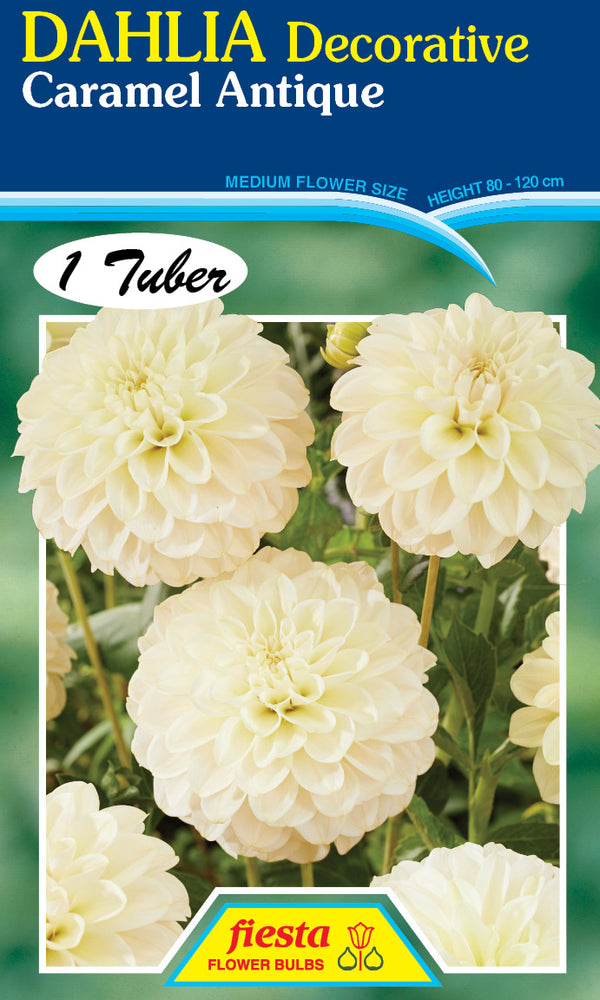 DAHLIA 'Caramel Antique'