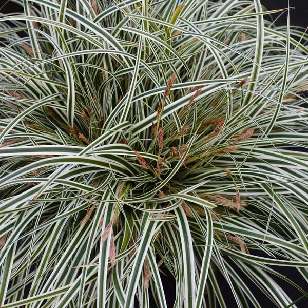 Carex Everest