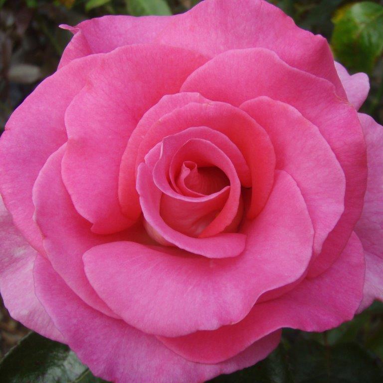Standard Rose Catherine