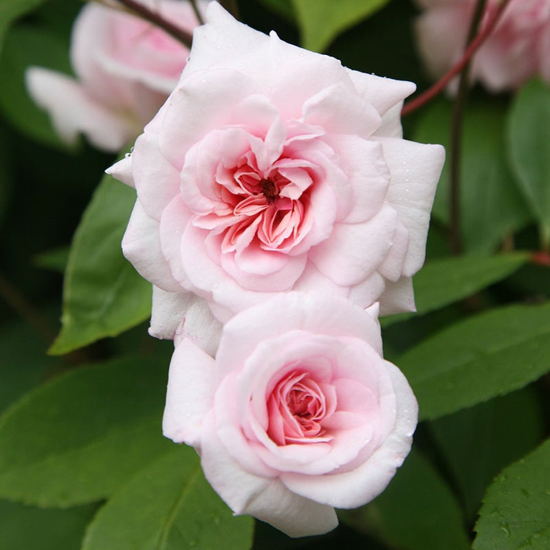 Climbing Rose Cecile Brunner