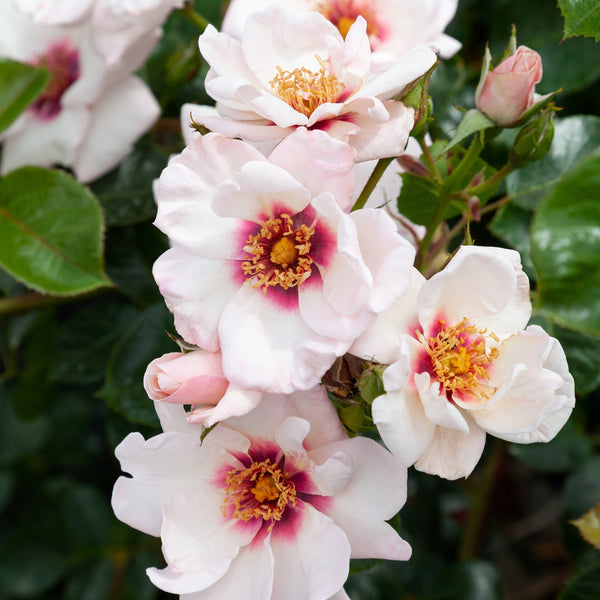 Climbing Rose Chawton Cottage