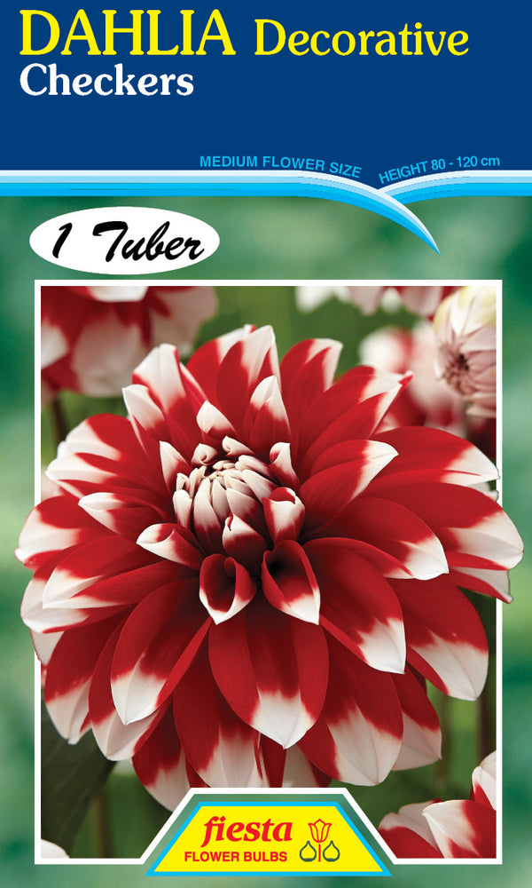 DAHLIA 'Checkers'