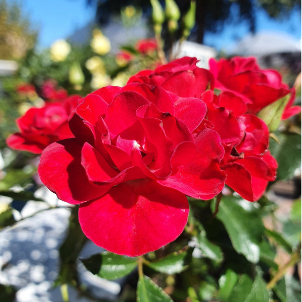 Flower Carpet Rose Mini Cherry