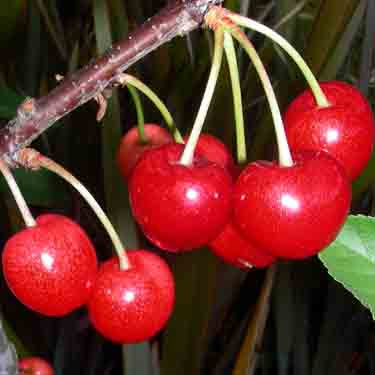 Cherry 'Compact Stella' DWARF