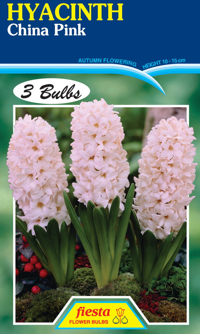 Hyacinth China Pink