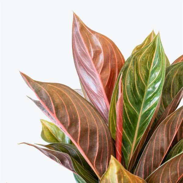 Aglaonema Chocolate