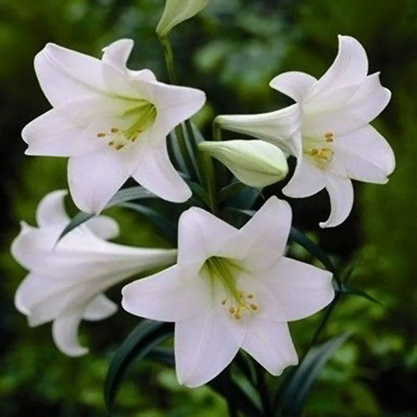 Christmas Liliums | White Sheen