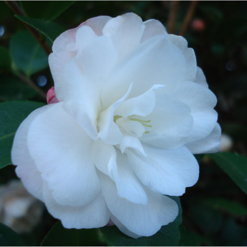 Camellia Cinnamon Cindy