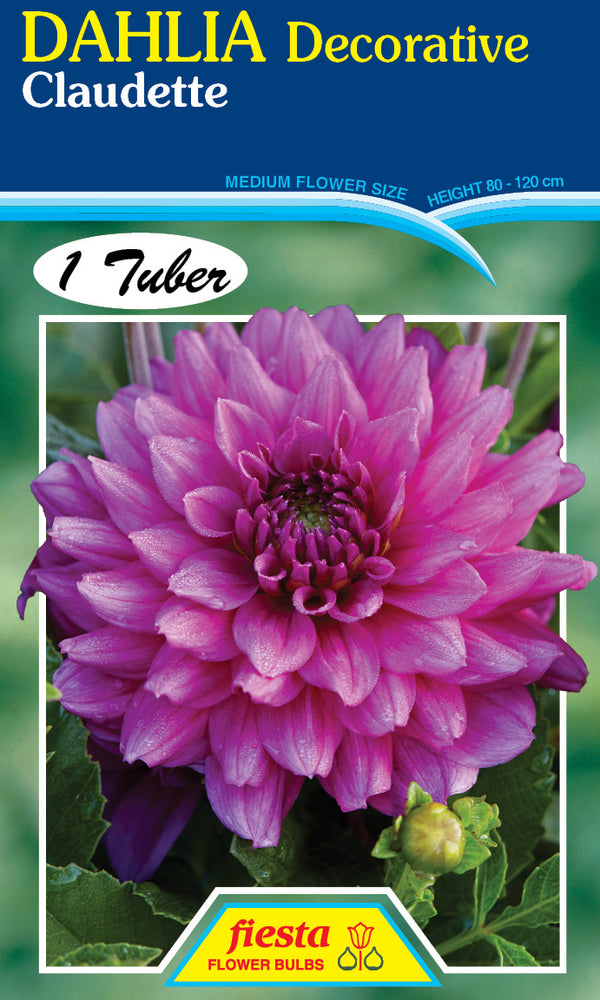 DAHLIA 'Claudette'