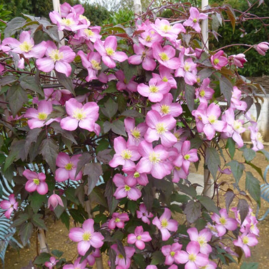 Clematis montana Freda