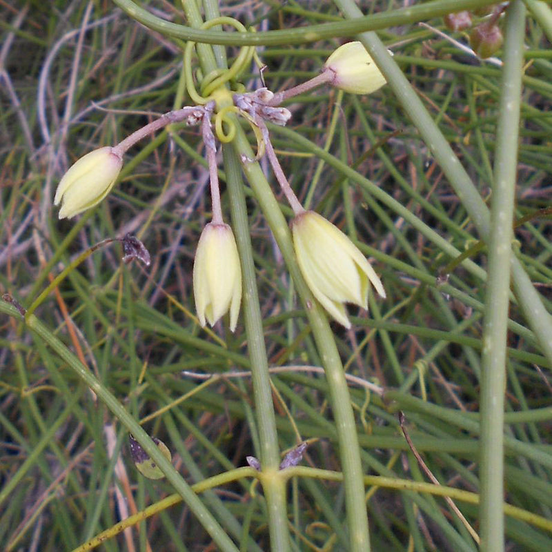 Clematis afoliata