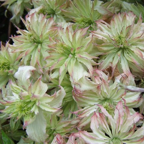 Clematis montana Jenny