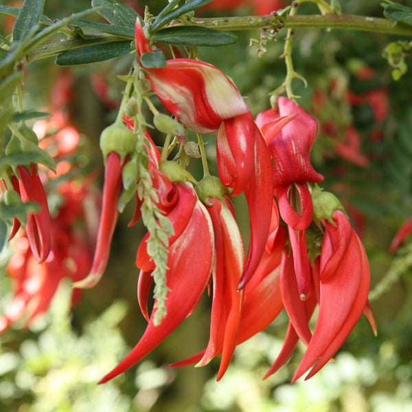 Clianthus Maximus Red