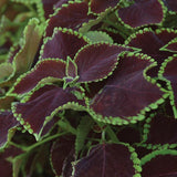 Coleus | Chocolate Mint