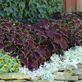 Coleus | Chocolate Mint