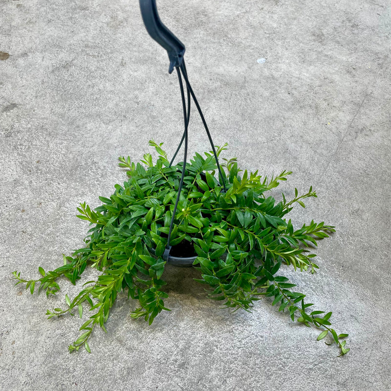 Columnea Arguta Variegated Green