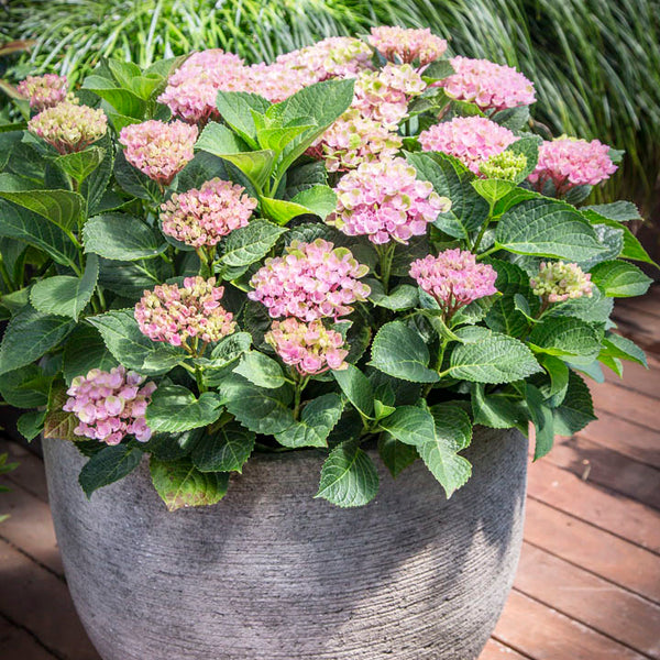 Hydrangea 'Magical Revolution'