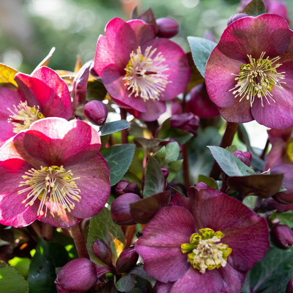 Helleborus 'Vibey Velvet'