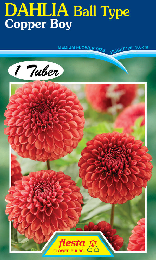 DAHLIA 'Copper Boy'