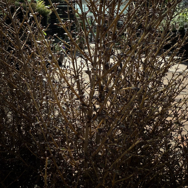 Coprosma Cappuccino (Mirror Bush)