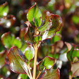 Coprosma | Plum Hussey