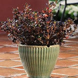 Coprosma | Plum Hussey