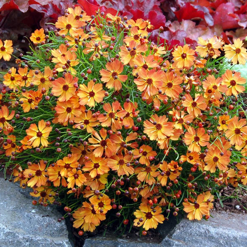 Coreopsis Mango Punch