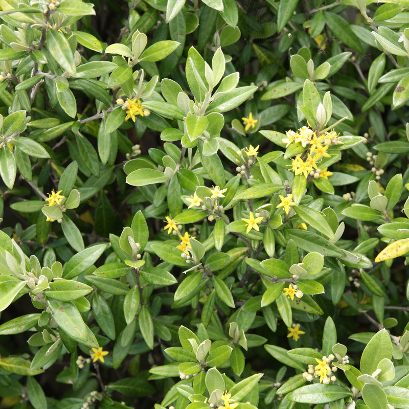 Corokia Geentys Green 70cm Standard