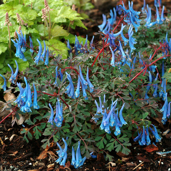Corydale 'Blue Heron' 9cm