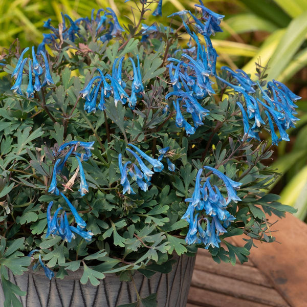 Corydalis 'Blue Heron'